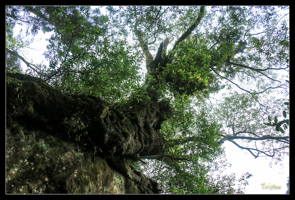 IMG_8325.jpg - 20150926 大凍山切霹靂山 抵龍雲山莊