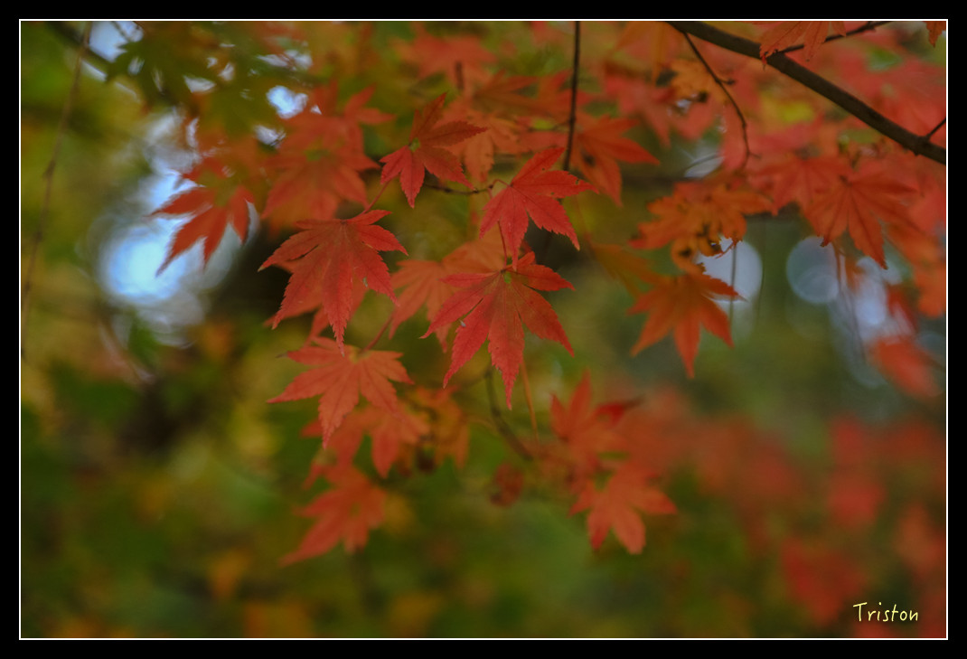 JH1A0961.jpg - 20151205 合歡溪步道、108K楓之谷