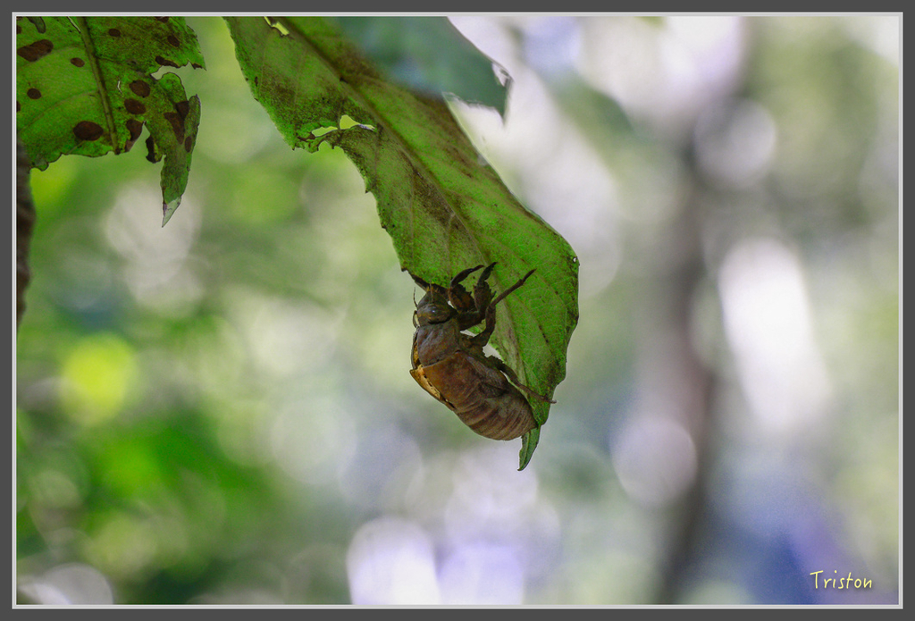 IMG-159.jpg - 20160821 中橫花東之旅