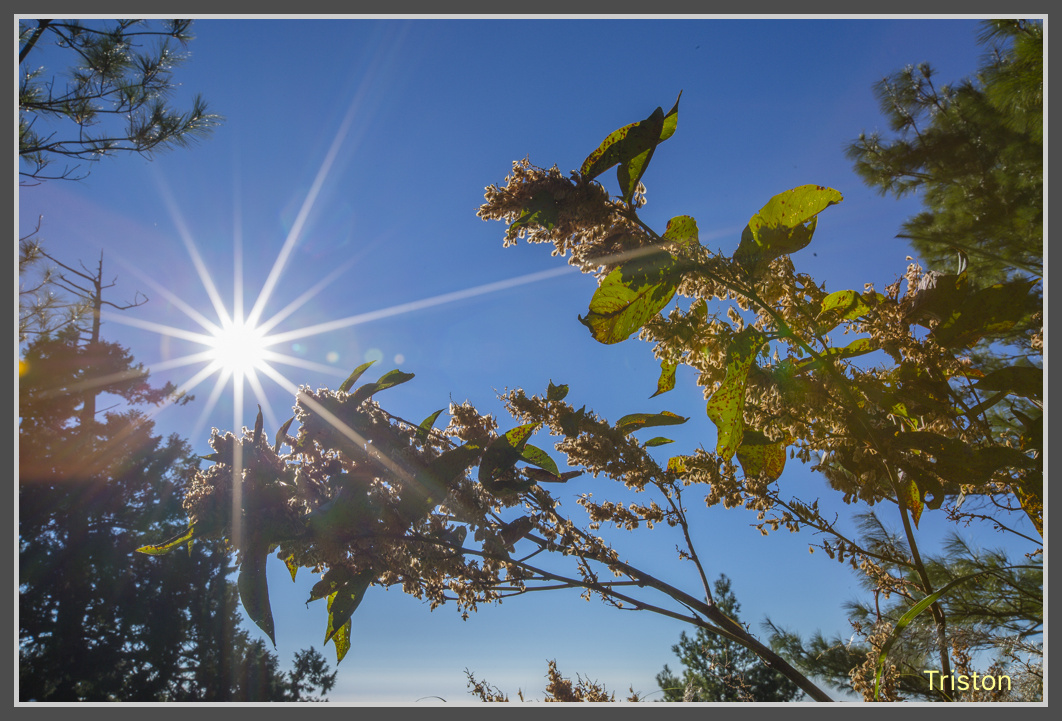 JH1A0259.jpg - 20161105 大雪山