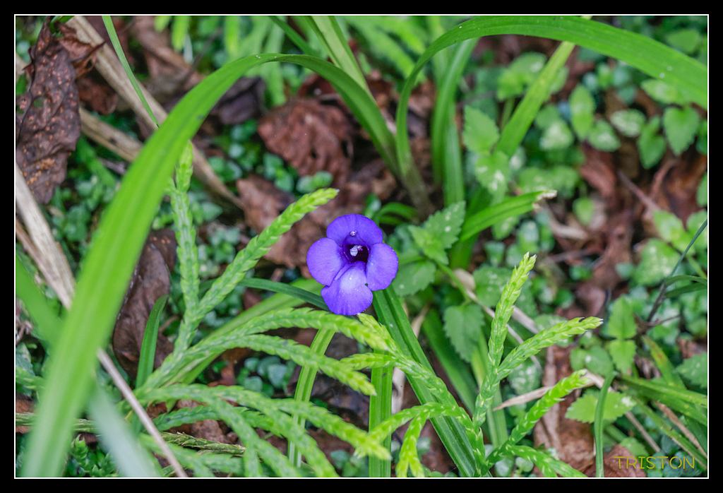_MG_0044.jpg - 20170723 水漾森林