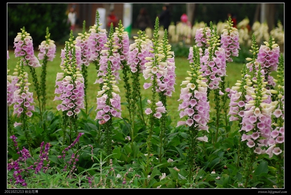 20110212A-11.jpg - 20110212 台北花卉博覽會