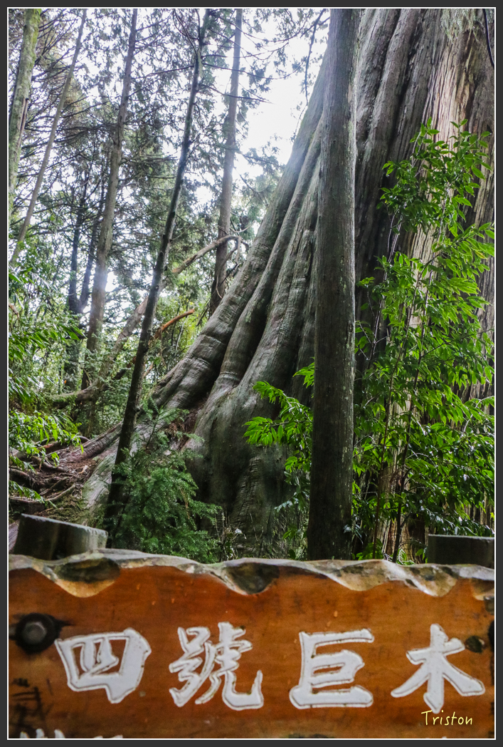 IMG_3310.jpg - 20160227 觀霧森林步道