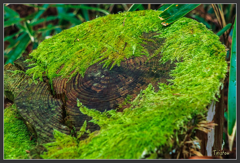 IMG_5580.jpg - 20160323 日本熊野古道健行