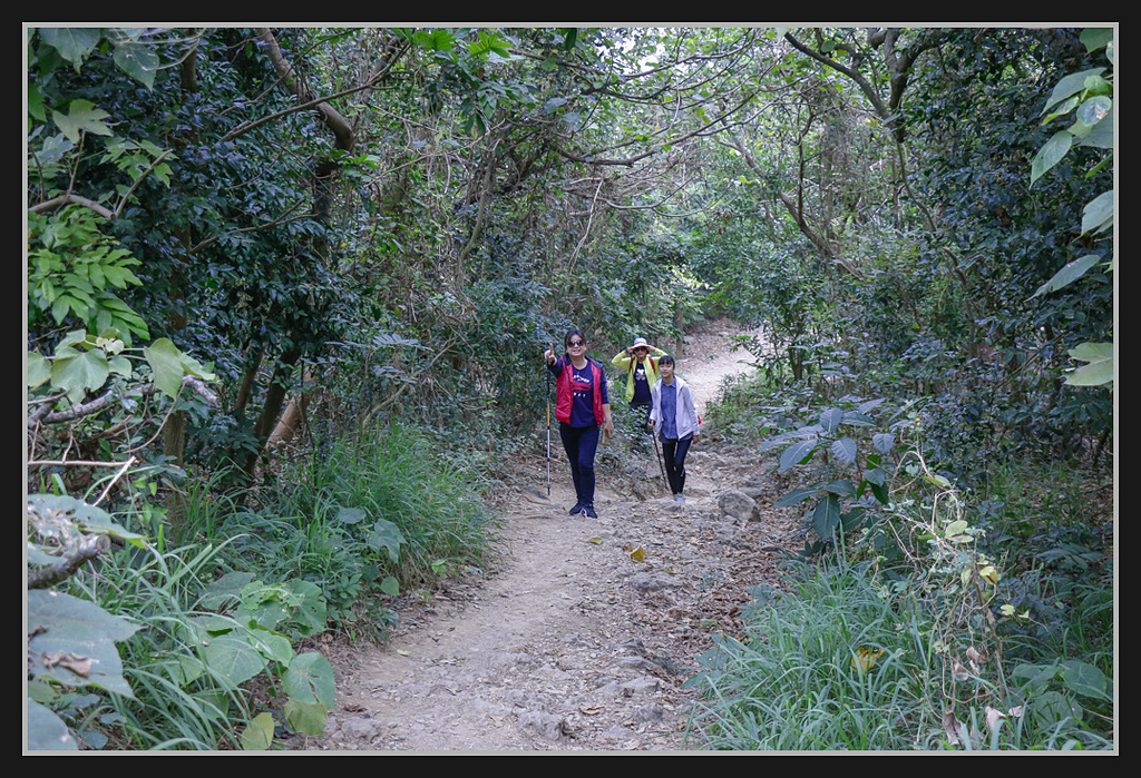 _MG_0008.jpg - 20170205 柴山盤榕雅座路線