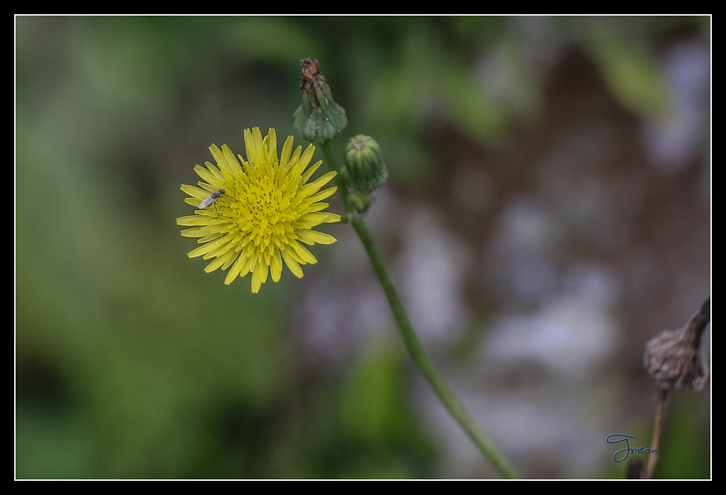 _MG_0094.jpg - 20170429 關仔嶺雞籠山