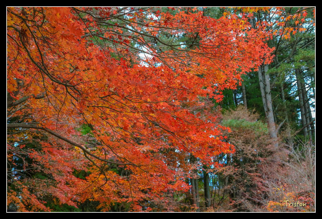 JH1A0930.jpg - 20151205 合歡溪步道、108K楓之谷