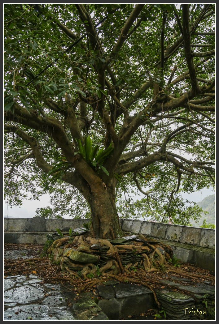 JH1A8137.jpg - 20160111 吉露、阿禮部落