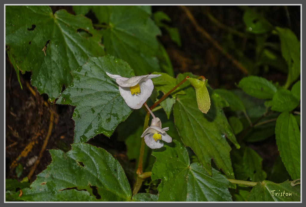 DSC00783.jpg - 20160924 溪頭台寅山