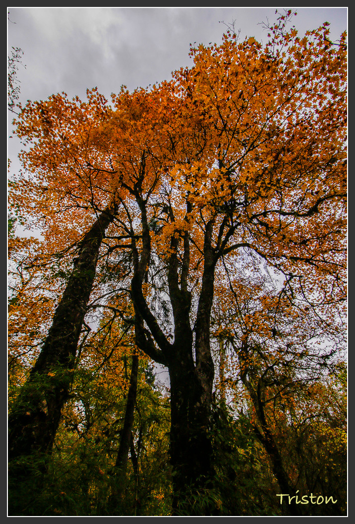 _MG_2738.jpg - 20161013 稻城亞丁