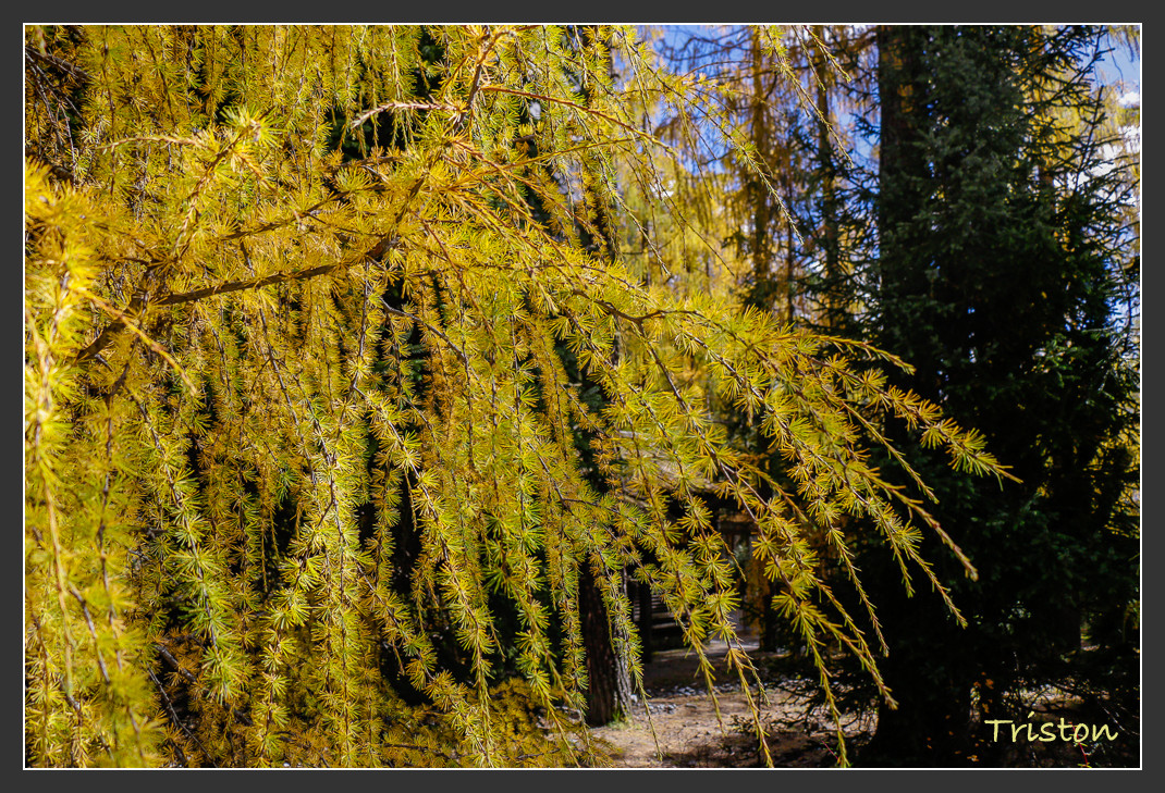 _MG_0623.jpg - 20161013 稻城亞丁