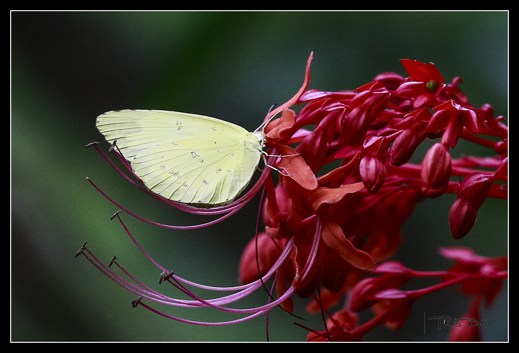 _MG_0092.jpg - 20170618 新化後山昆蟲微距