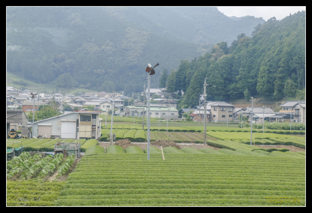 _MG_0931.jpg - 20170702 靜岡東海道之旅