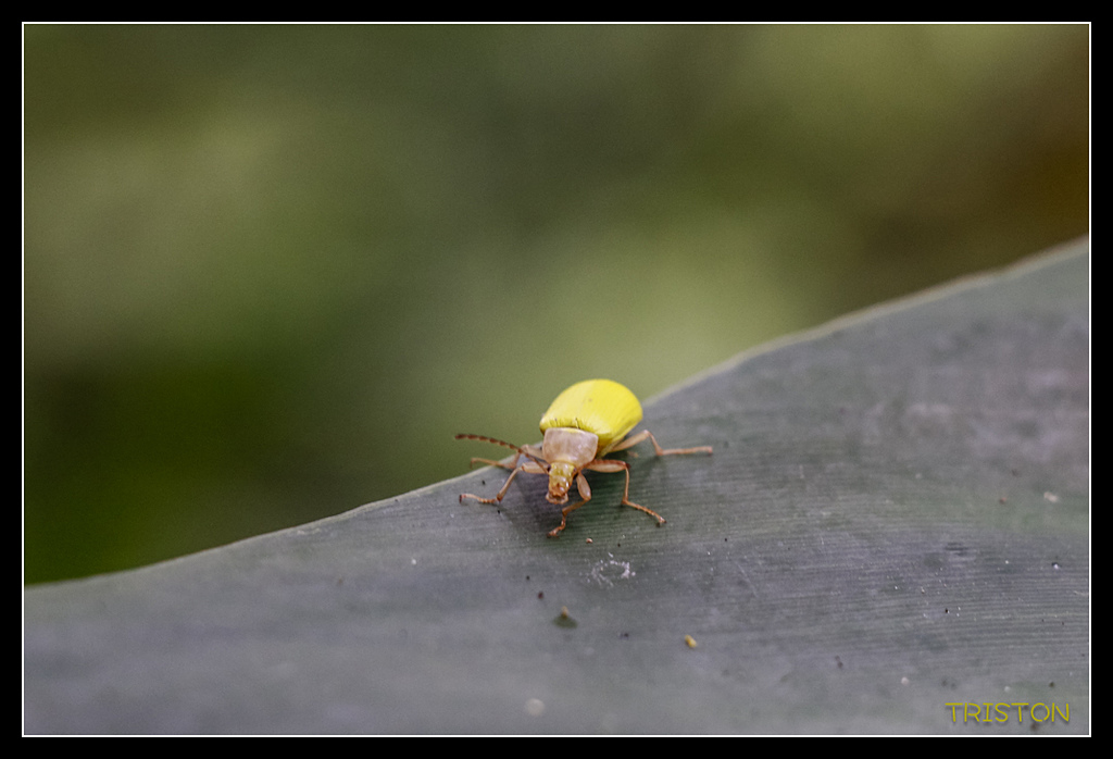 _MG_0037.jpg - 20170723 水漾森林