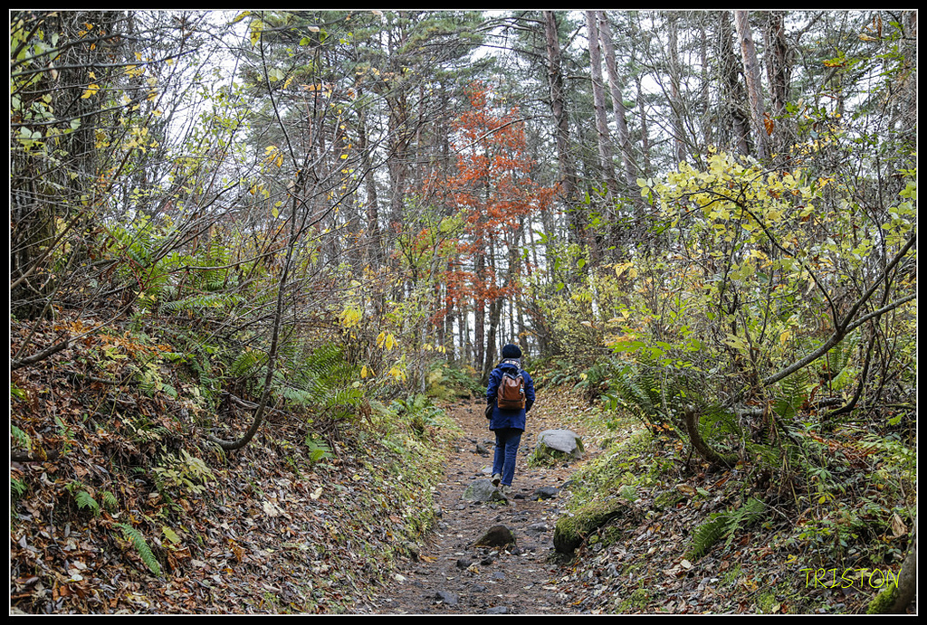 _H1A1207.jpg - 20171103 日本只見線、會津若松五色沼、昭和記念公園賞紅葉