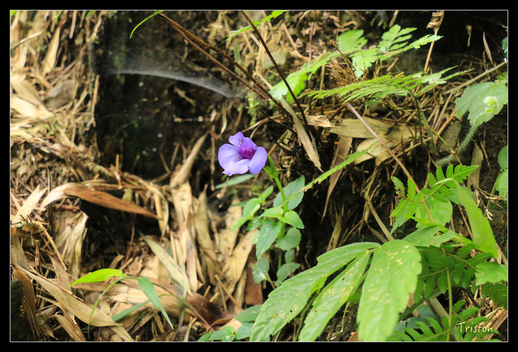 IMG_8445.jpg - 20151012 水社寮,四天王山