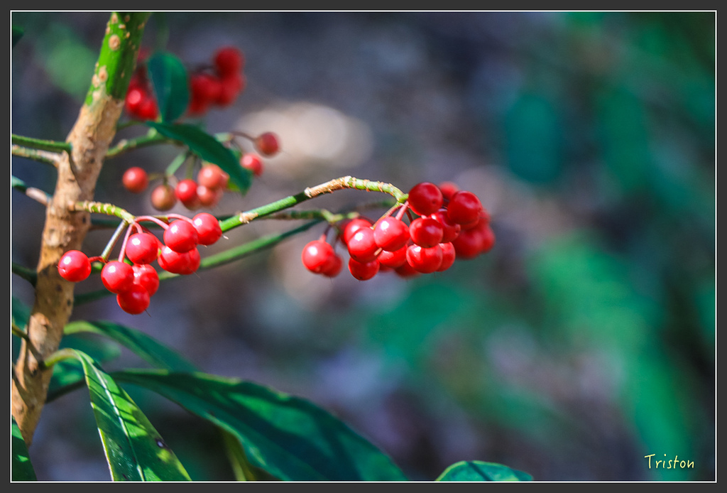 IMG_5067.jpg - 20160323 日本熊野古道健行