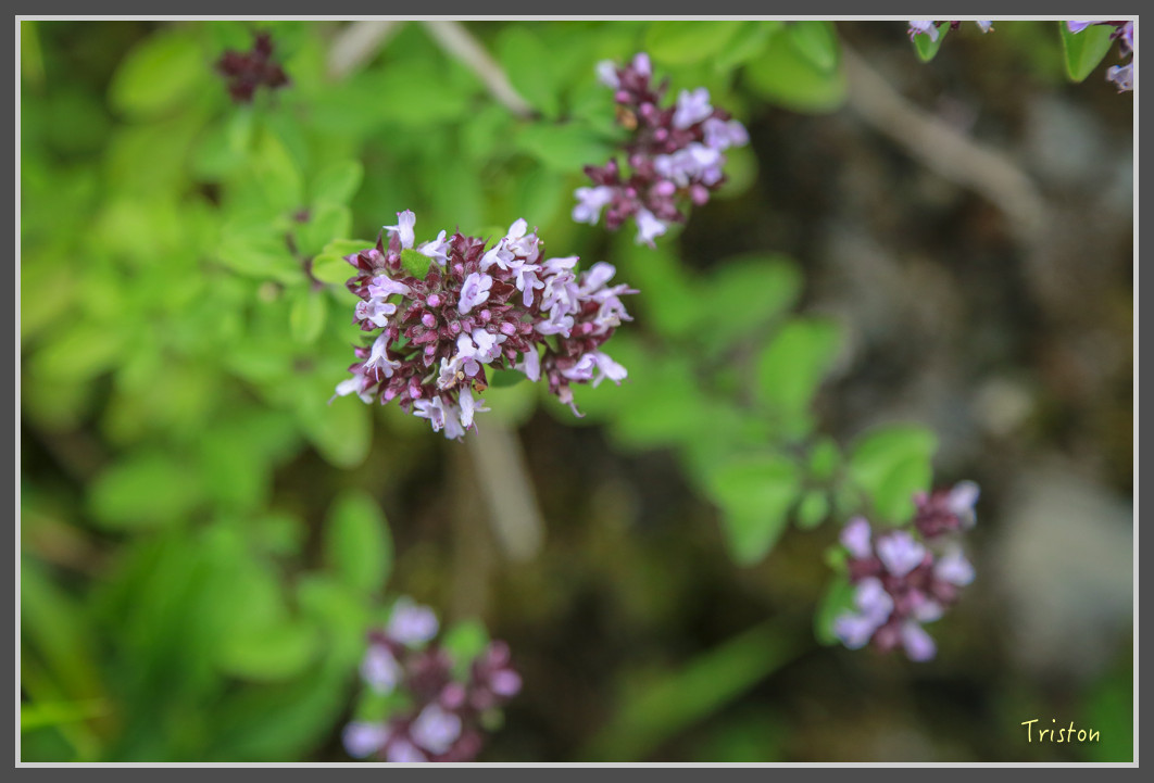 JH1A0182.jpg - 20160806 小奇萊步道、清境國小