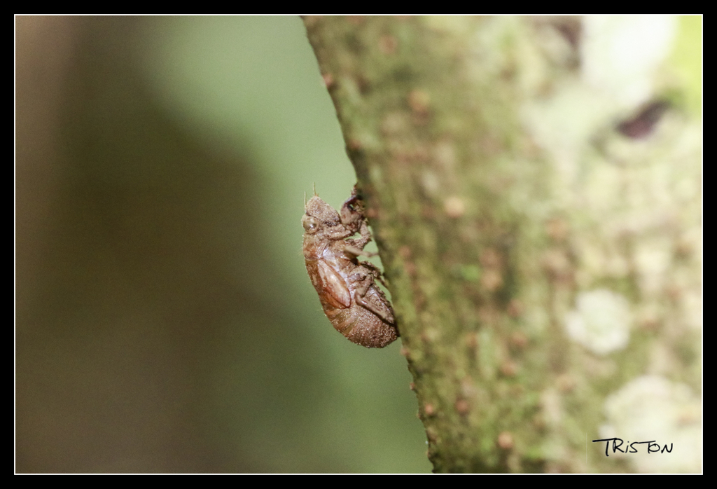 _MG_0128.jpg - 20170618 新化後山昆蟲微距