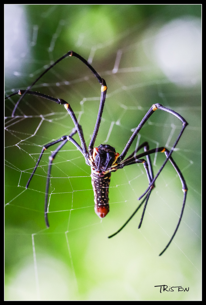 _MG_0384.jpg - 20170618 新化後山昆蟲微距