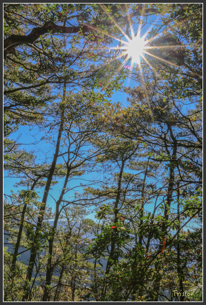 IMG_0435.jpg - 20151219 鳶嘴稍來山、小雪山林道