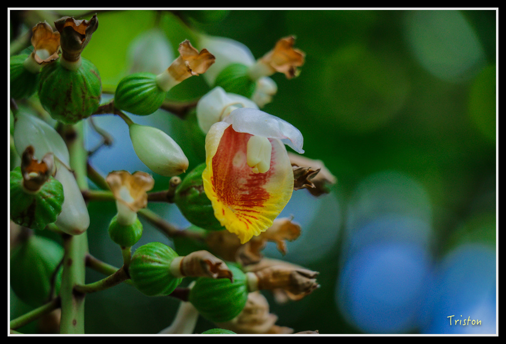 IMG_7263.jpg - 20160531 屏東笠頂山