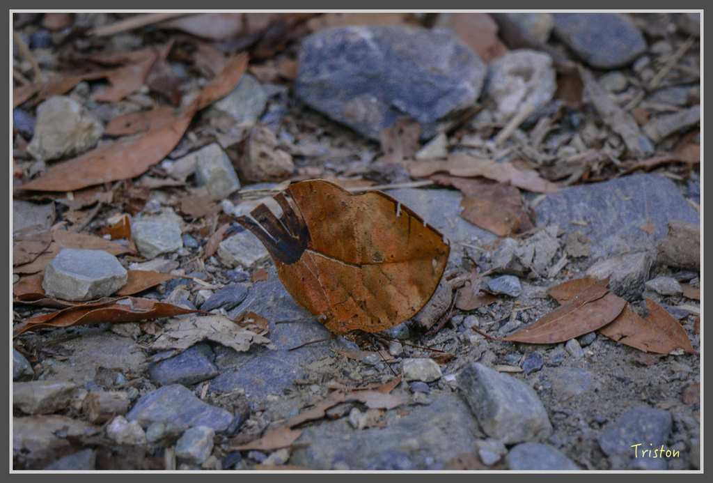 IMG-67.jpg - 20160821 中橫花東之旅