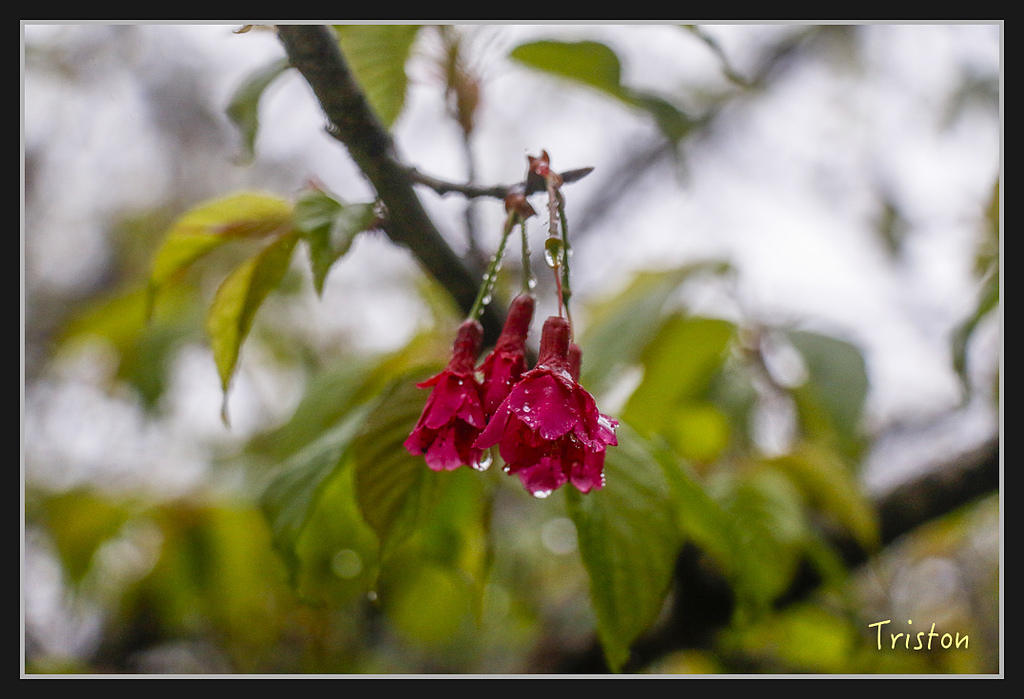 2017-02-27 10.03.53 下午 _MG_0502.jpg - 20170225 玉里瓦拉米