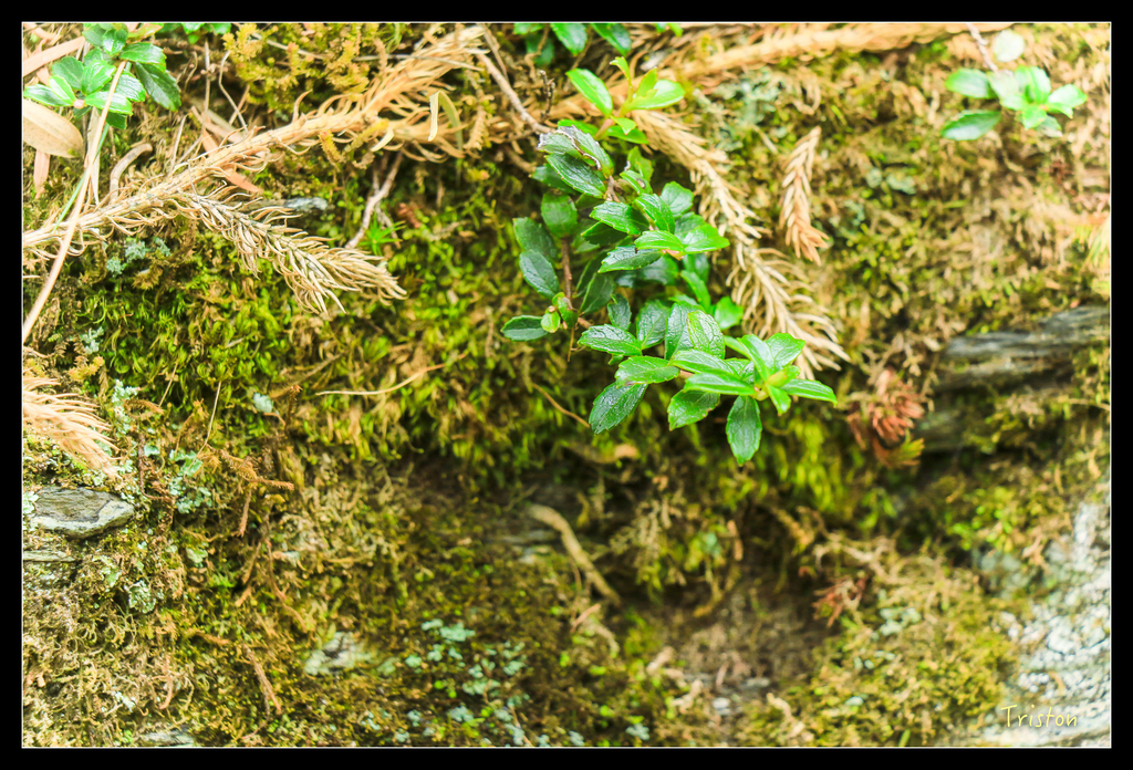 IMG_8658.jpg - 20151017 郡大林道、望鄉山、郡大山