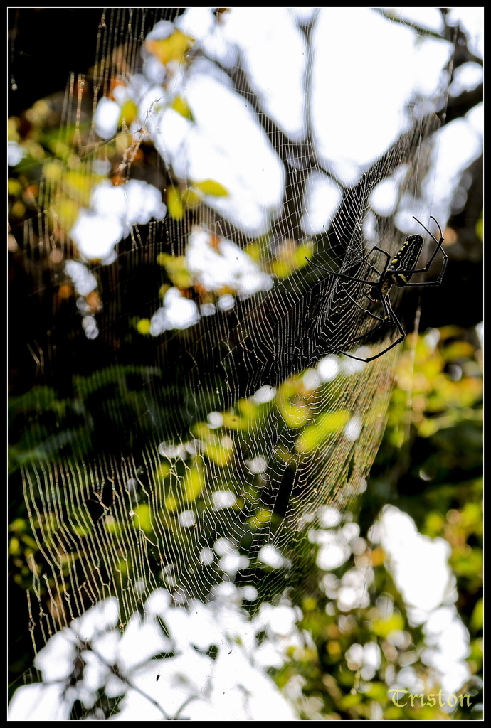 jh1a0099_15579624959_o.jpg - 20141111 屏東霧台 神山 一日來往輕旅行