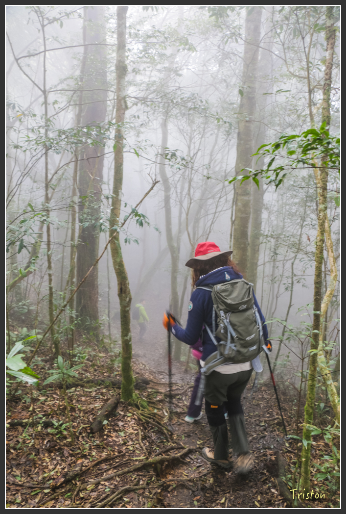 IMG_3439.jpg - 20160227 觀霧森林步道
