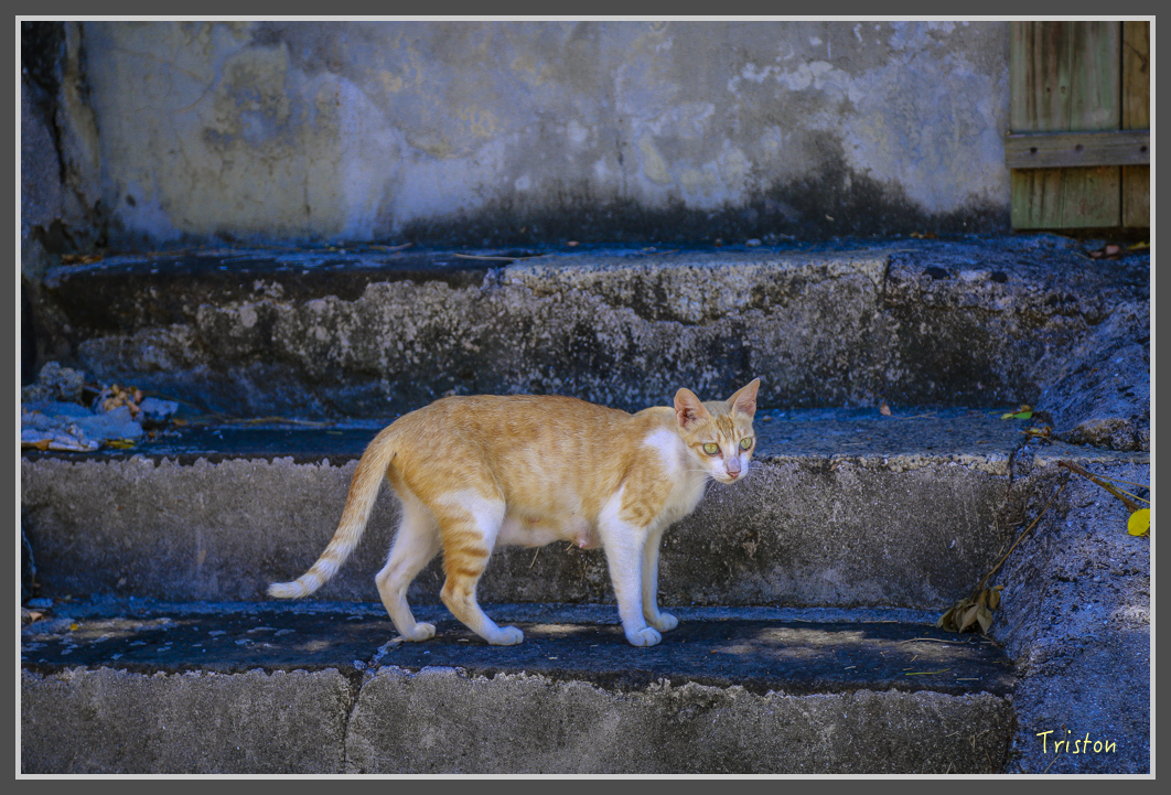 JH1A1851.jpg - 20160701 澎湖