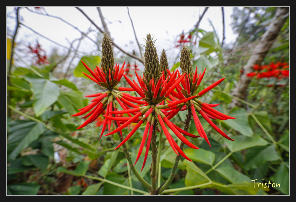 _H1A2437.jpg - 20170311 草嶺