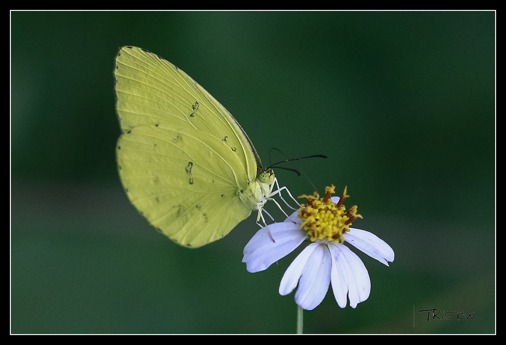 _MG_0163.jpg - 20170618 新化後山昆蟲微距