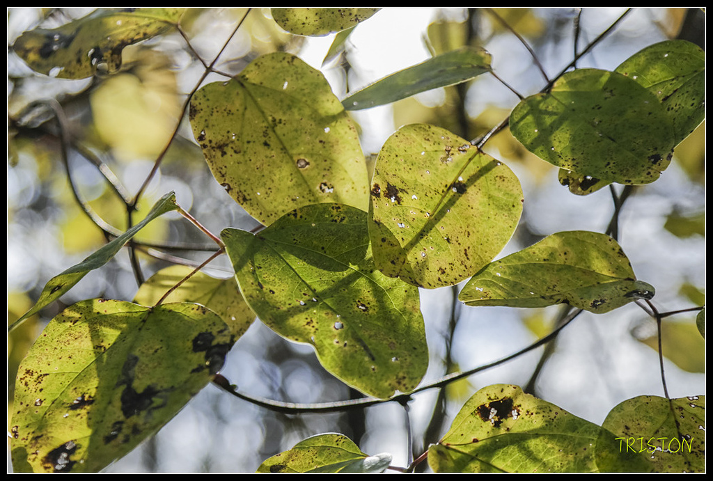 _H1A1242.jpg - 20171103 日本只見線、會津若松五色沼、昭和記念公園賞紅葉