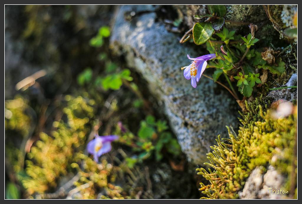IMG_5197.jpg - 20160323 日本熊野古道健行