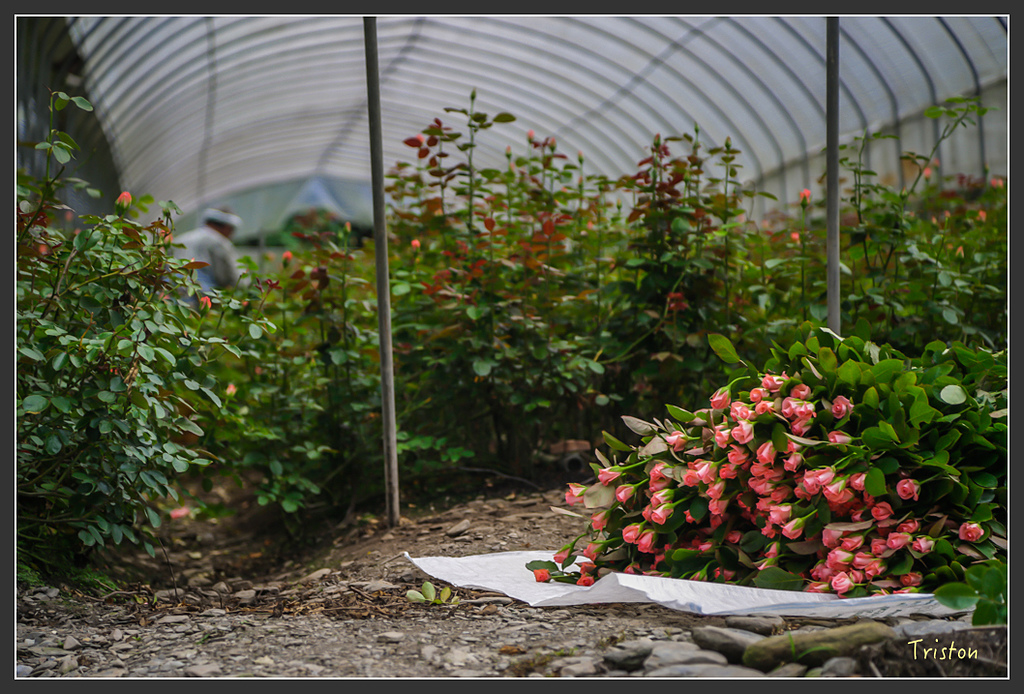 JH1A8915.jpg - 20160510 夢谷瀑布 高鐵彰化雲林站