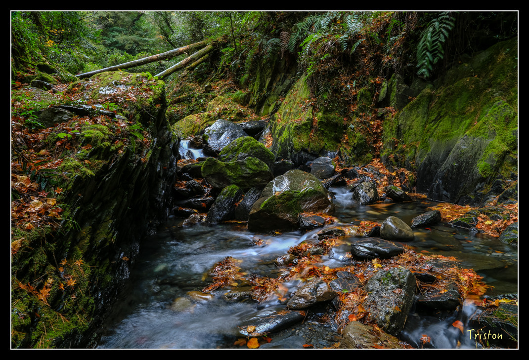 JH1A1044.jpg - 20151205 合歡溪步道、108K楓之谷