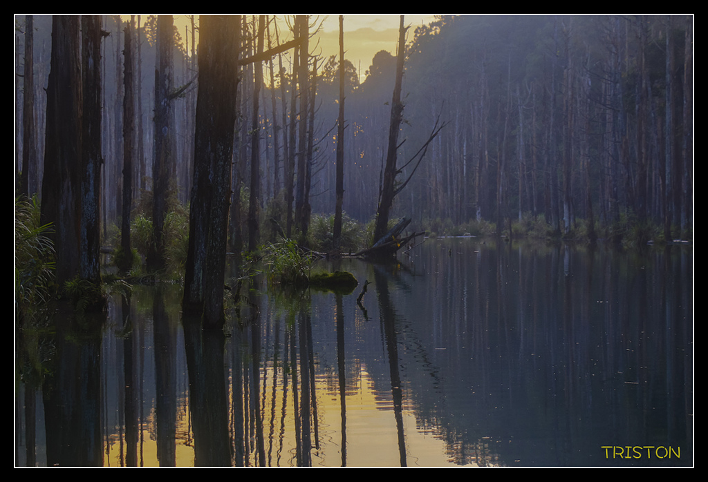 _MG_0170.jpg - 20170723 水漾森林