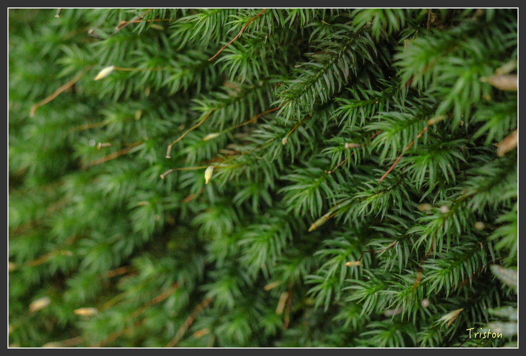 IMG_1183.jpg - 20151219 鳶嘴稍來山、小雪山林道