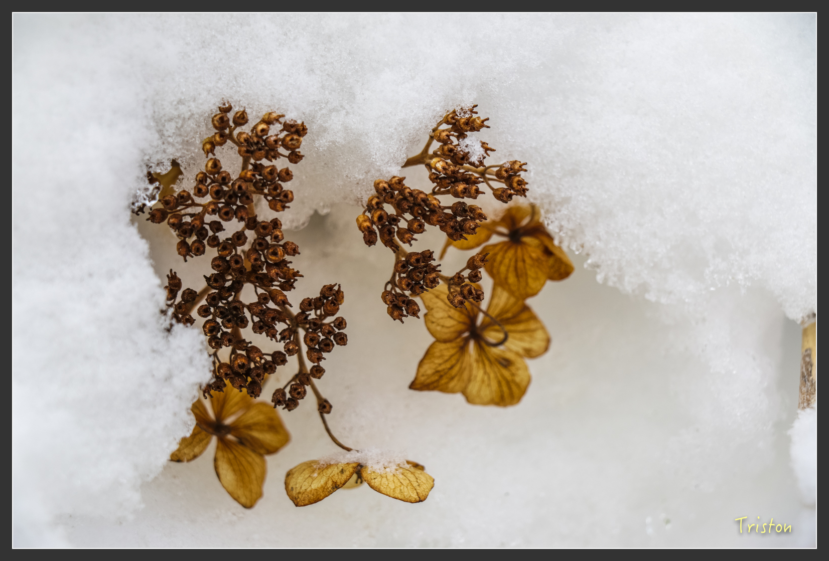 2016ZAO-01162.jpg - 20160131 日本藏王溫泉滑雪親子行