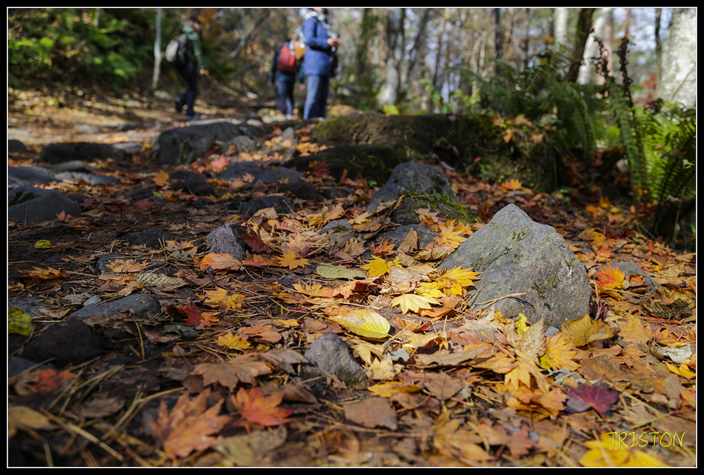 _H1A1297.jpg - 20171103 日本只見線、會津若松五色沼、昭和記念公園賞紅葉