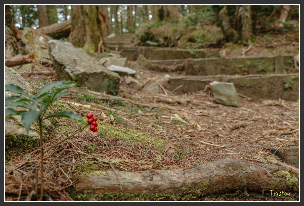 IMG_1186.jpg - 20151219 鳶嘴稍來山、小雪山林道