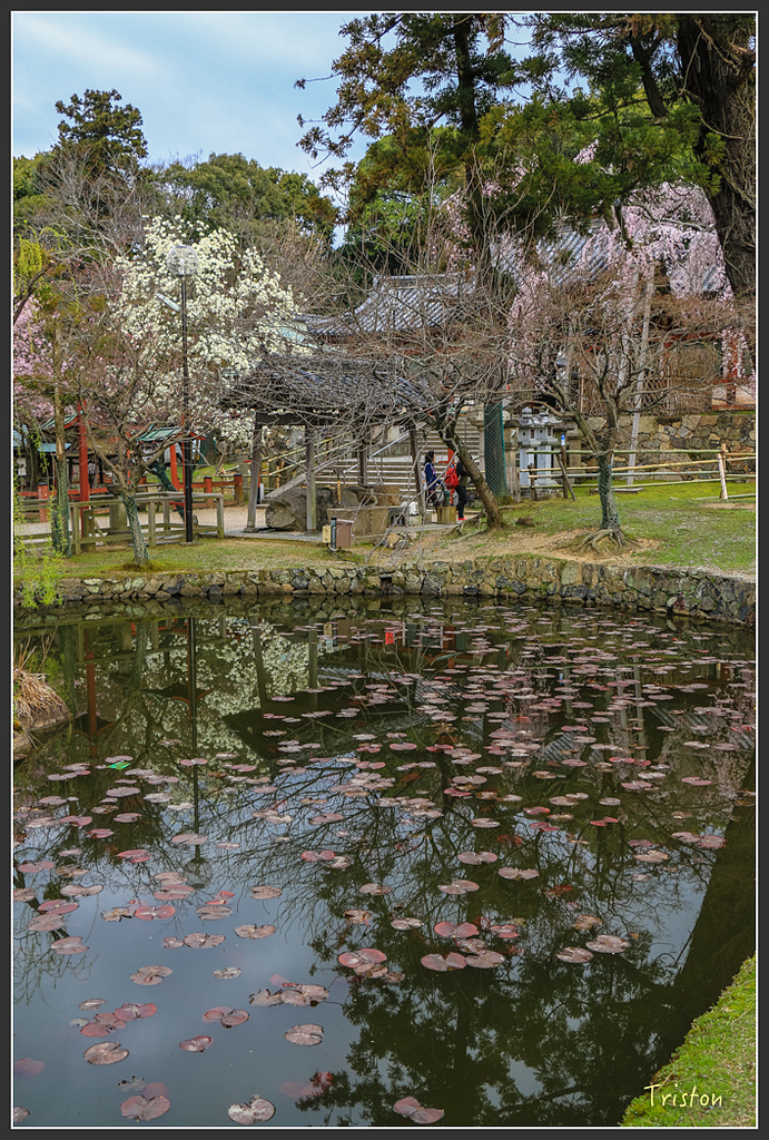 IMG_4310.jpg - 20160323 日本熊野古道健行