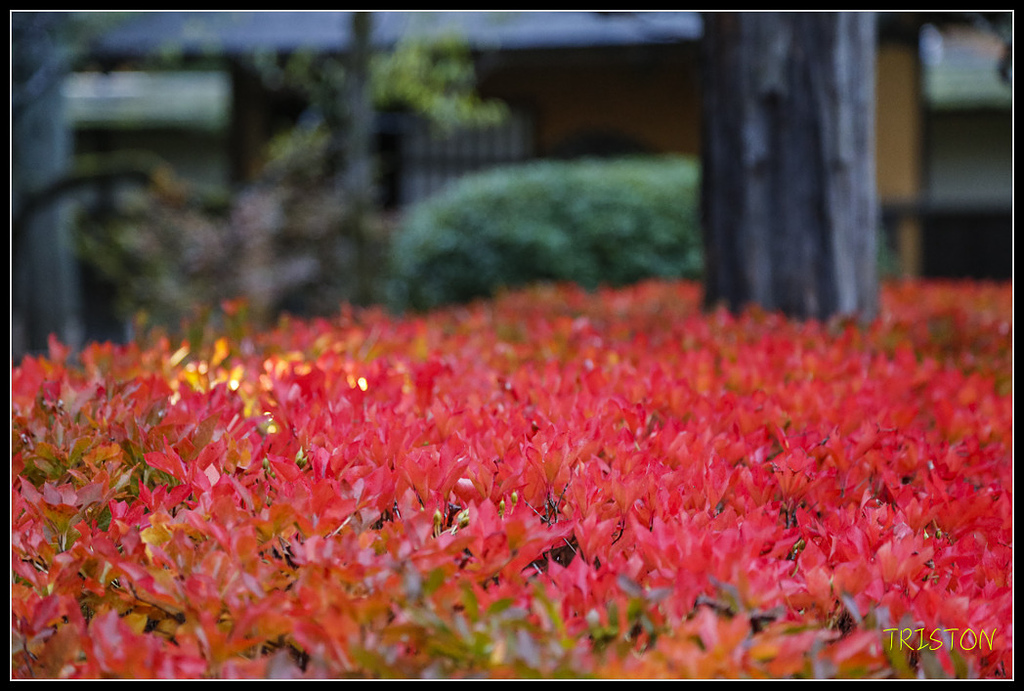 _H1A0982.jpg - 20171103 日本只見線、會津若松五色沼、昭和記念公園賞紅葉