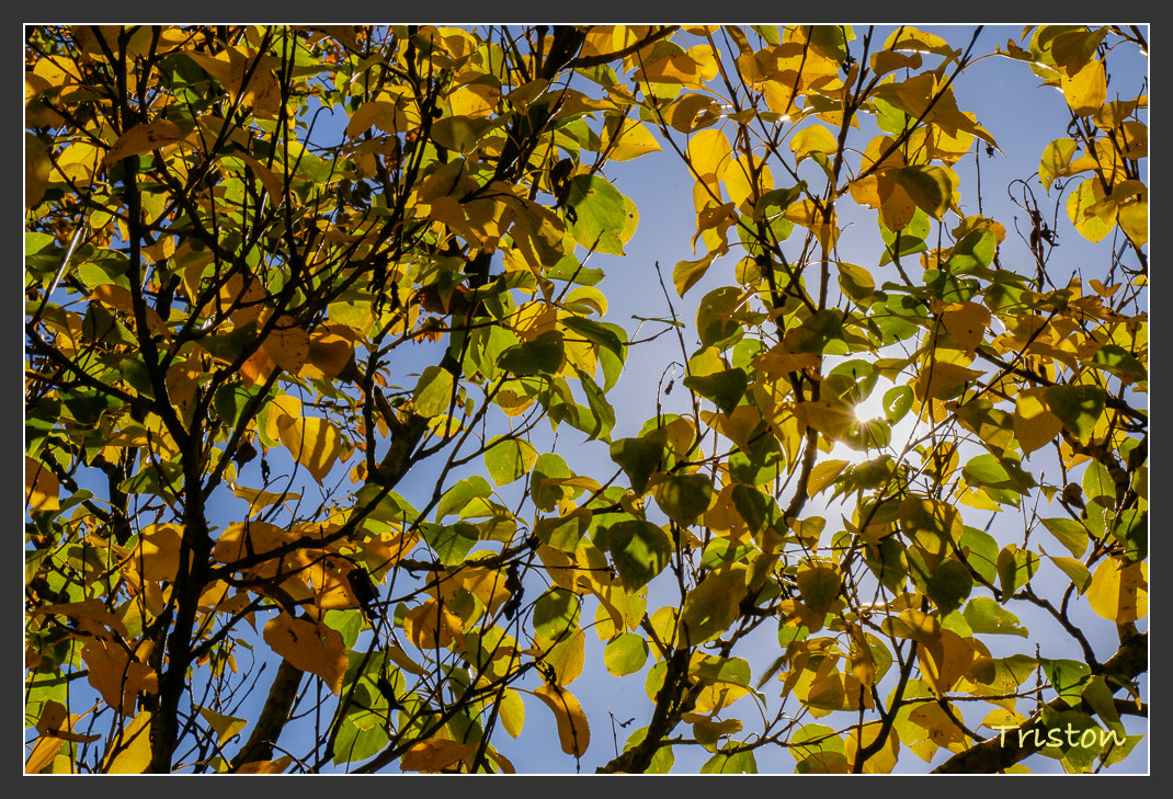 _MG_1325.jpg - 20161013 稻城亞丁