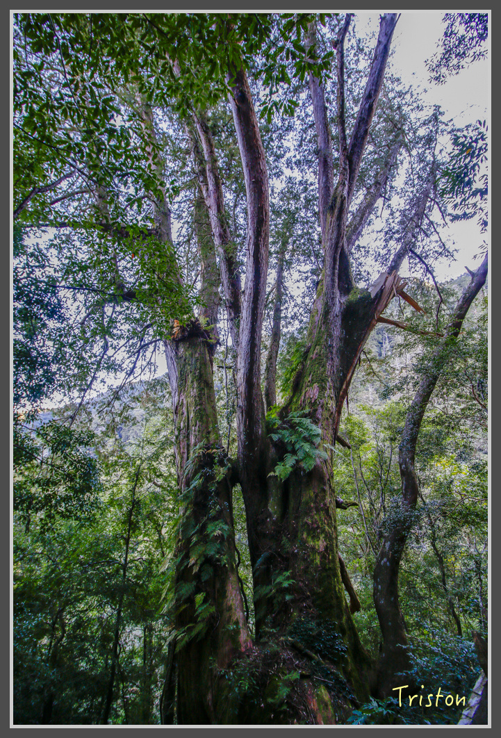 _MG_0187.jpg - 20161203 鎮西堡