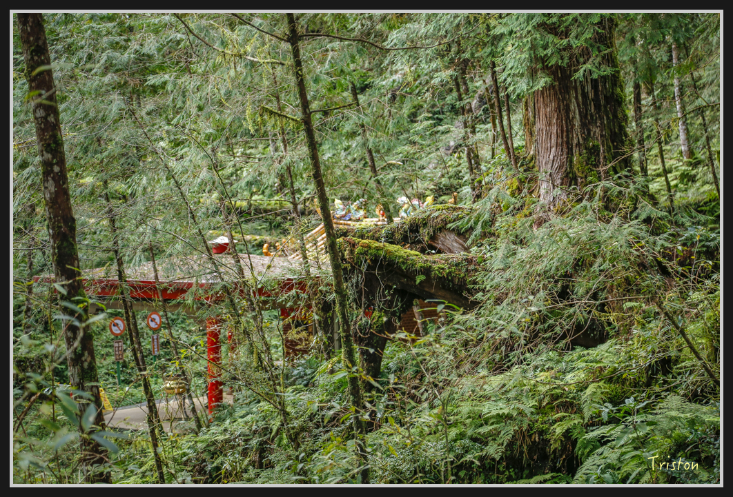 00125.jpg - 20161231 明池 神木園