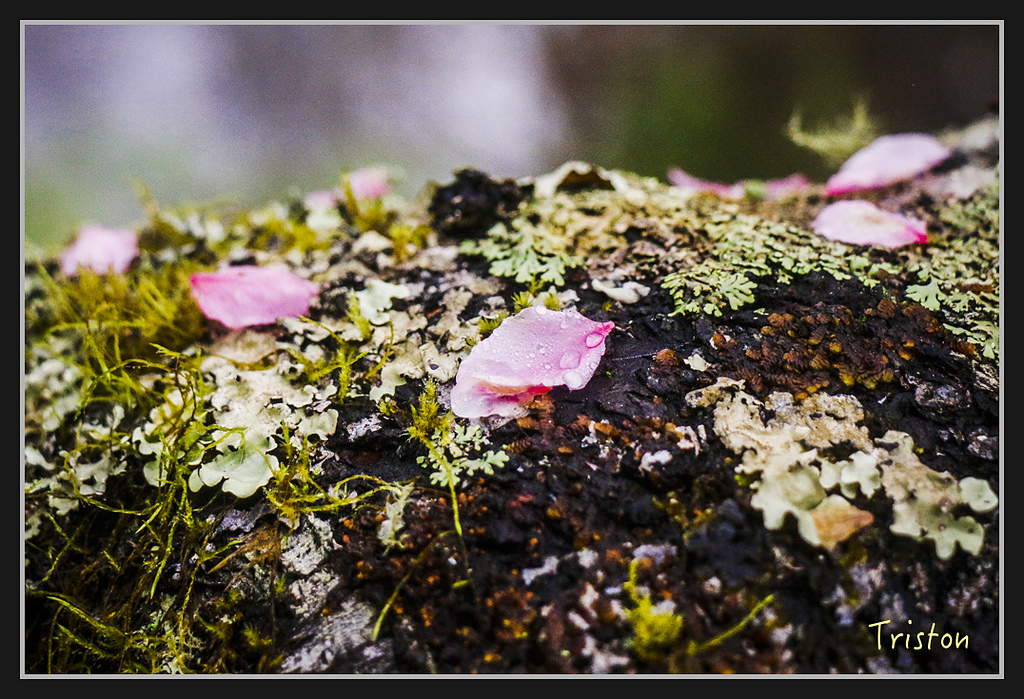 2017-02-27 10.03.53 下午 _MG_0402.jpg - 20170225 玉里瓦拉米