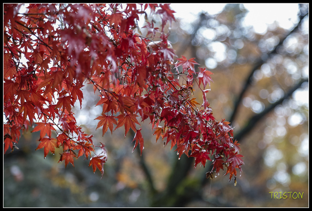 _H1A0883.jpg - 20171103 日本只見線、會津若松五色沼、昭和記念公園賞紅葉